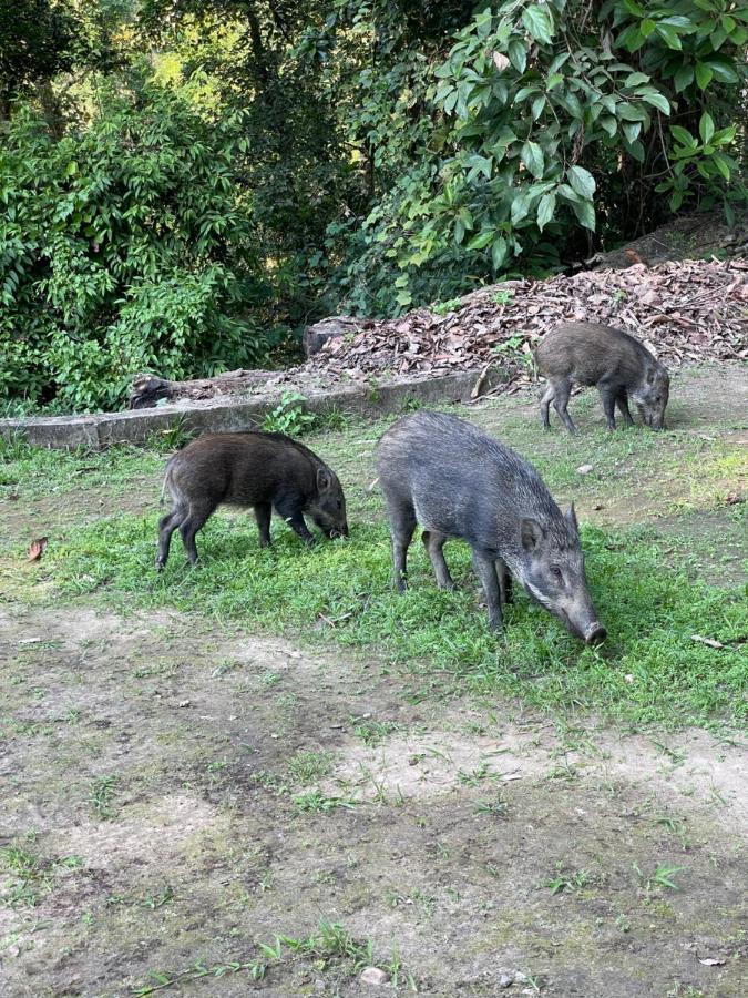 Hotel Chitwan Park Village Саураха Екстер'єр фото