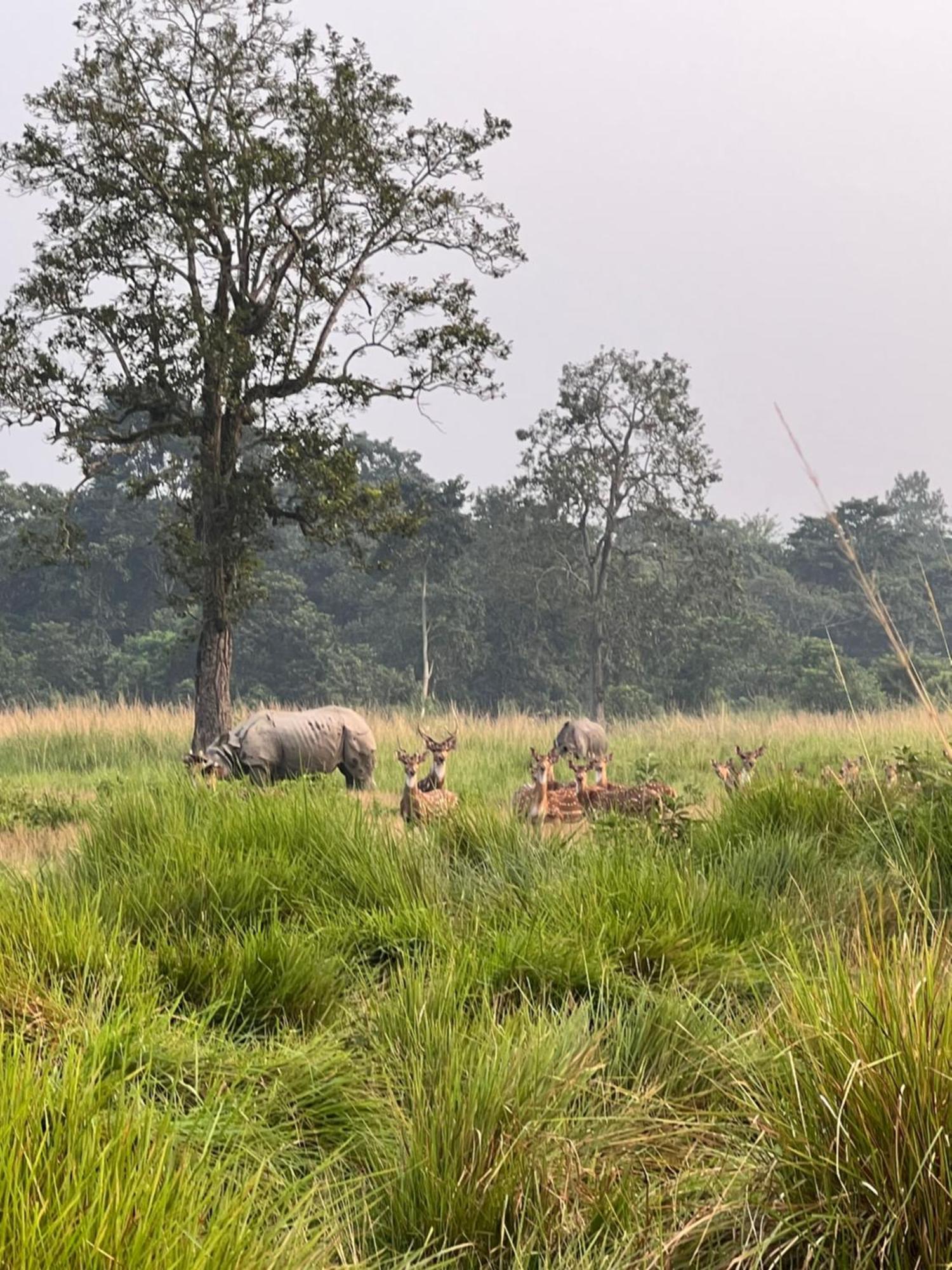 Hotel Chitwan Park Village Саураха Екстер'єр фото